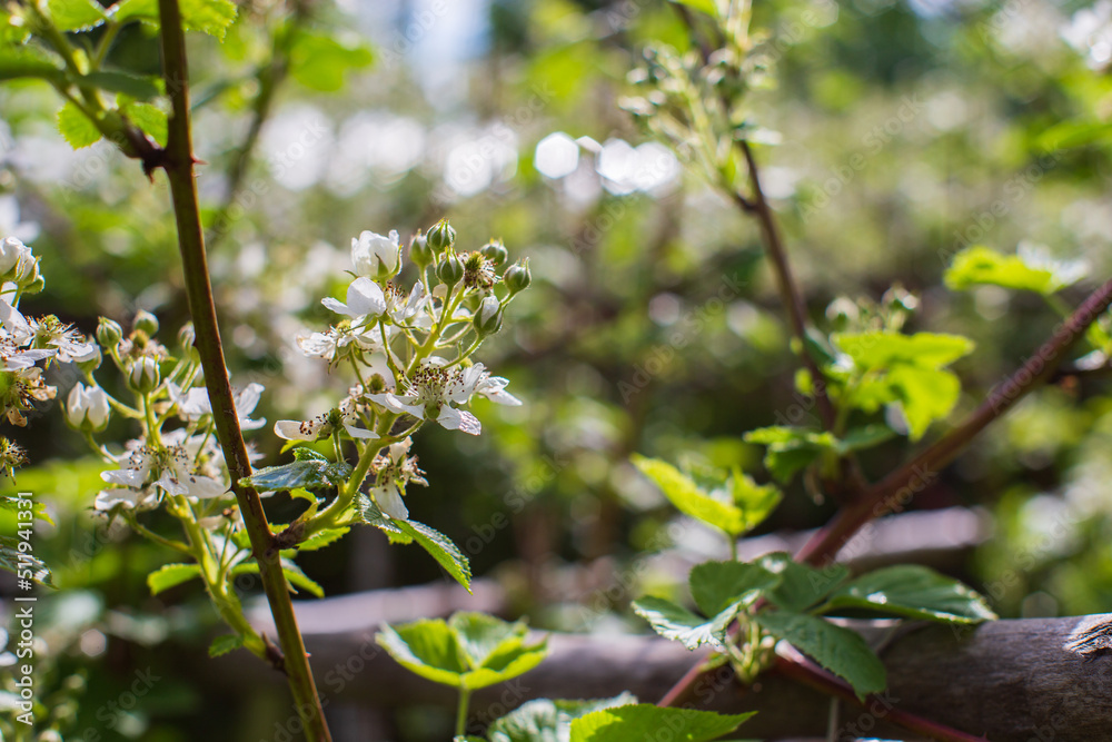 Blooming raspberry branches on a blurred background. Beautiful natural countryside landscape. Selective focusing on foreground with blurry background Blooming raspberry branches on a blurred background. Beautiful natural countryside landscape. Selective focusing on foreground with blurry background