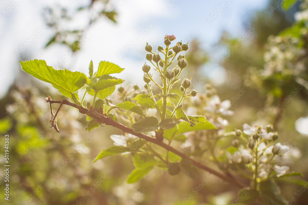 Blooming raspberry branches on a blurred background. Beautiful natural countryside landscape. Selective focusing on foreground with blurry background Blooming raspberry branches on a blurred background. Beautiful natural countryside landscape. Selective focusing on foreground with blurry background