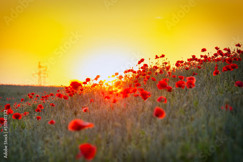 Fototapeta Beautiful meadow with the poppy flowers at sunset, Poland.