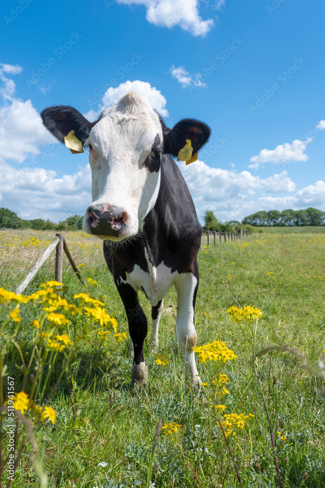 spotted cow stands in meadow full of yellow summer flowers in holland under blue sky spotted cow stands in meadow full of yellow summer flowers in holland under blue sky