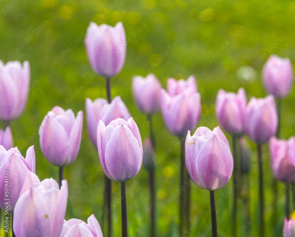 Obraz premium a field of violet tulips