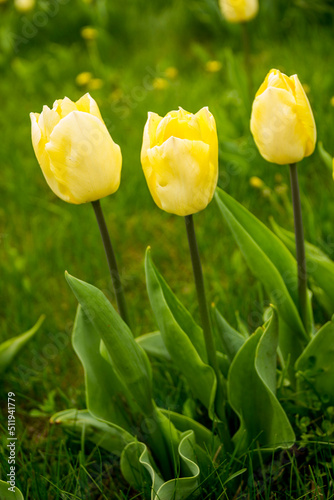 a yellow tulip flowers
