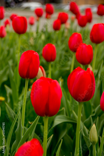 a red tulip flowers