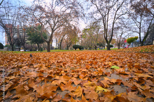 Autumn mapple leaves in the park during rainy day