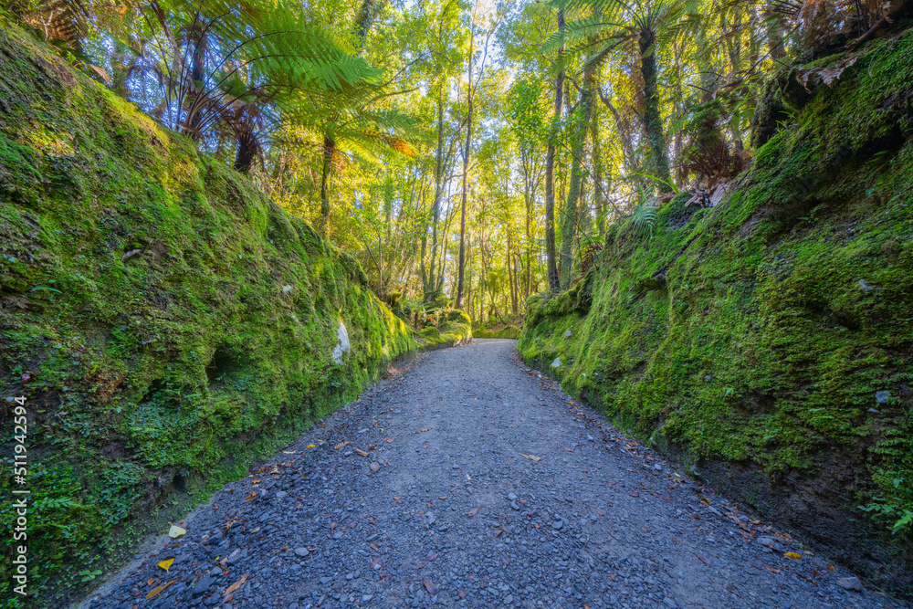 Fototapeta premium Walking track between high moss-clad banks leading to forest