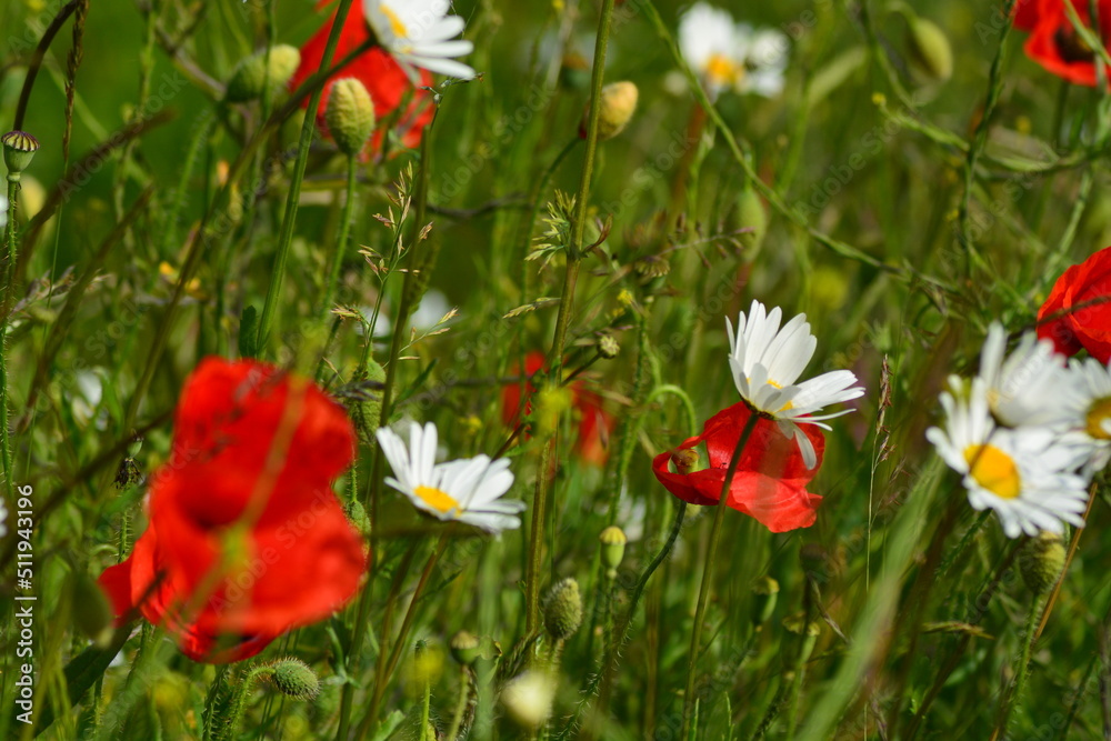 The wildflower meadow in Summer. A close up of white daisies and red poppies in the filed. Space for copy. The wildflower meadow in Summer. A close up of white daisies and red poppies in the filed. Space for copy.