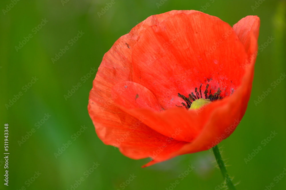 Fototapeta premium The wildflower meadow in Summer. A close up of white daisies and red poppies in the filed. Space for copy. 