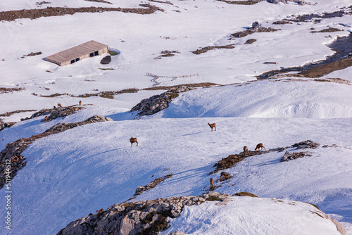 Rebecos en la nieve