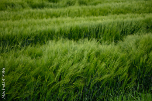Field of fresh green barley cereals. Beautiful background