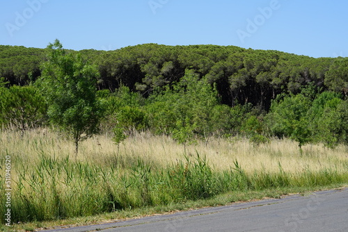  Marina di Cecina, nature reservat, Tomboli,  photo