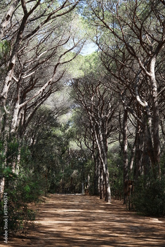  Marina di Cecina , Tomboli, nature, Naturschutzgebiet photo