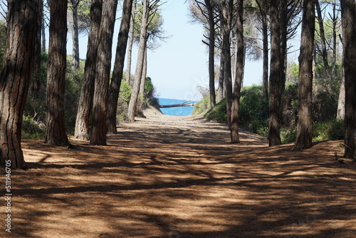 Fototapeta Naklejka Na Ścianę i Meble -  cecina Italy