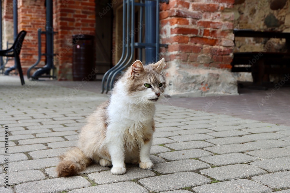 Obraz premium Long haired fluffy white beige cat sitting on pavement by red brick wall. Selective focus