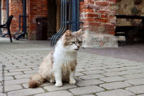 Long haired fluffy white beige cat sitting on pavement by red brick wall. Selective focus © Ilona Lablaika