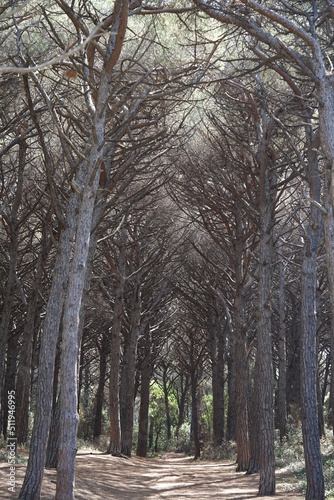  Marina di Cecina , Tomboli, nature, Naturschutzgebiet photo