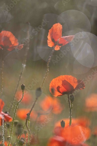 Coquelicots