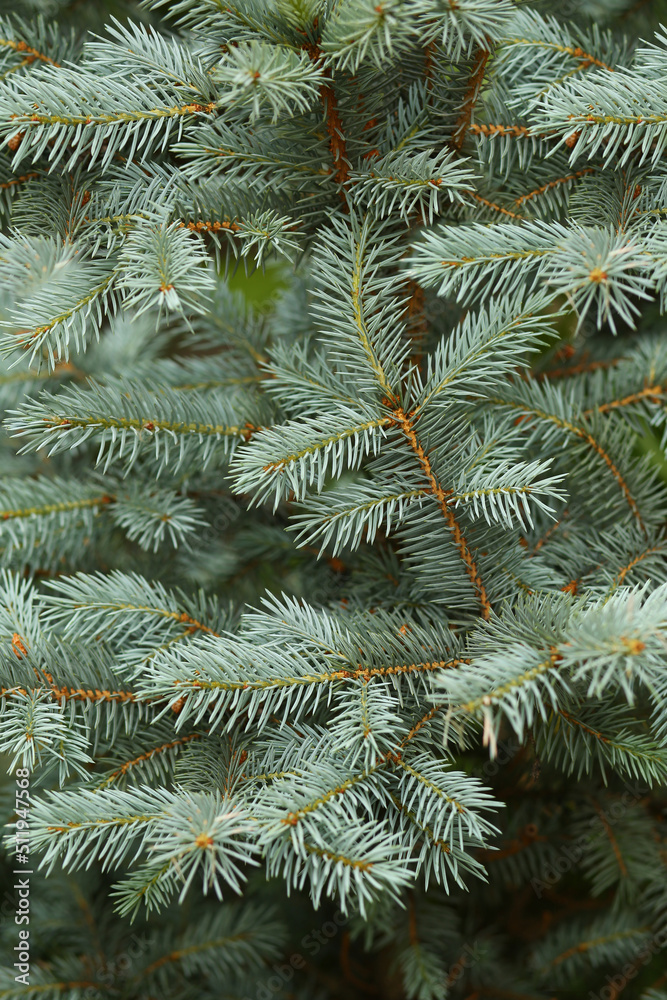 Closeup abstract background of a silver coniferous fir tree Closeup abstract background of a silver coniferous fir tree