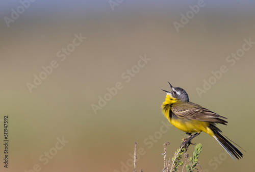 yellow wagtail on a branch