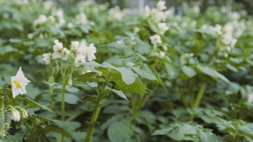 Blooming potato bush polinating by honey bees and bumblebee. Flowers of potato in the backyard close up. Potato blossom Blooming potato bush polinating by honey bees and bumblebee. Flowers of potato in the backyard close up. Potato blossom
