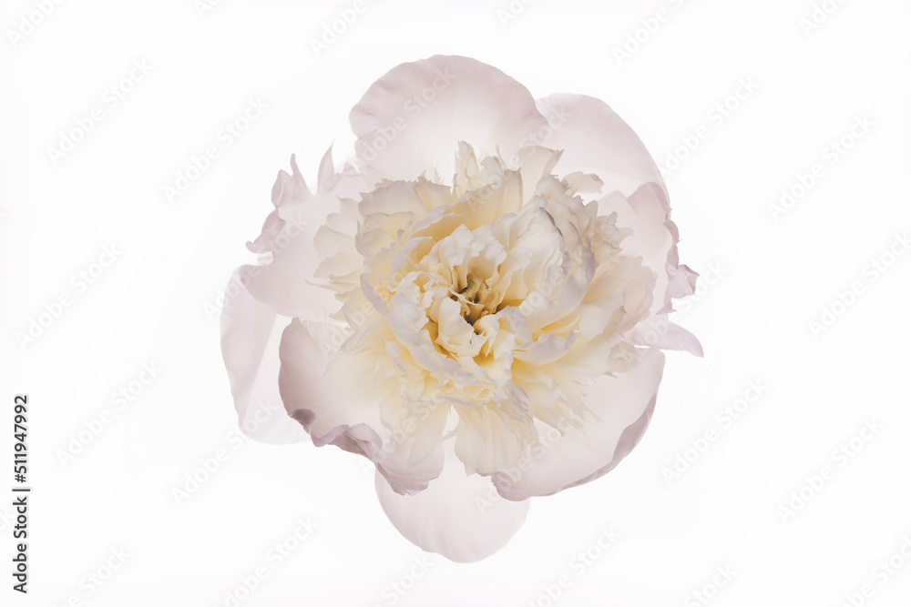 Beautiful white open peony flower isolated on white. Holiday, wedding, love, birthday design. Natural floral background Beautiful white open peony flower isolated on white. Holiday, wedding, love, birthday design. Natural floral background