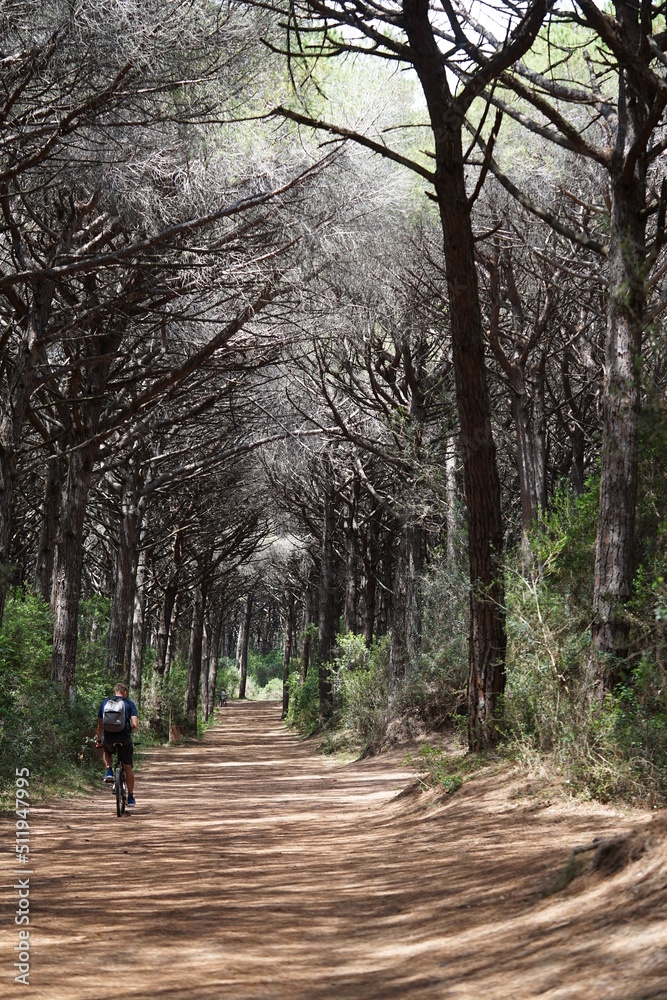 Italy,Tomboli, Nature reservat,  Marina di Cecina, Pine tree, Forest