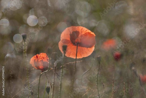 Coquelicots