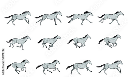 Galloping horse or mustang. Dapple grey horse running silhouette cycle. Key positions of pony set. Loop equine gallop motion. Isolated vector hand drawn animation cartoon poses. Equestrian collection