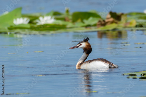 Crested grebe swims on the lake in a field of white water lilies