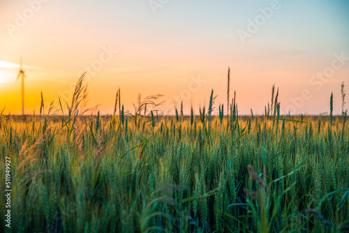 A farmland against the setting sun. A wheat field during sunset. Ripening rye ears against the backdrop of the sun. Cereal cultivation concept.