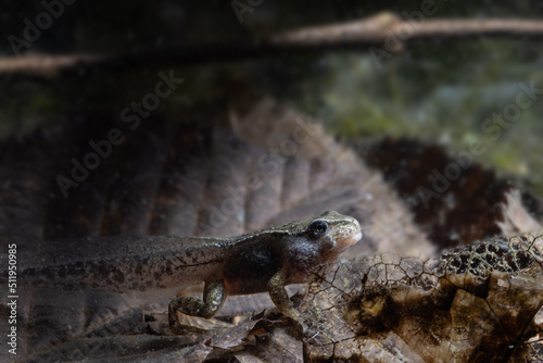 From tadpole to almost ready grass frog with arms and legs, seeks shelter on the bottom of the pond,  Rana temporaria photo