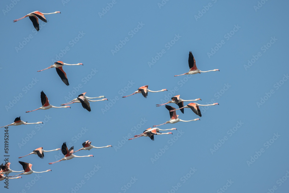 Fototapeta premium A flock of flamengo birds in flight