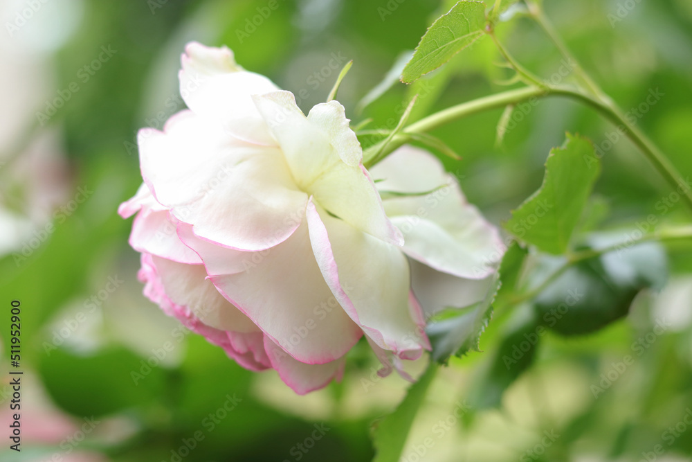 Obraz premium White garden Rose on a bush in a summer garden. Close-up of a white pink Rose on a green background. Delicate Rose in a full bloom in the garden. Postcard, greetings. Flower bush. Soft focus
