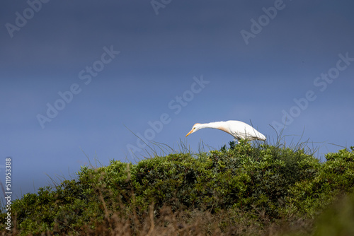 A white heron picks up food in the green meadow in the early morning