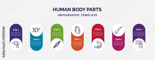 infographic template with icons and 7 options or steps. infographic for human body parts concept. included sweat or tear drop, masculine chromosomes, human muscle, human heart, stoh with liquids,