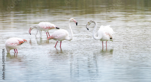 A flock of flamingo birds in the fish ponds of Kibbutz Nachshalim