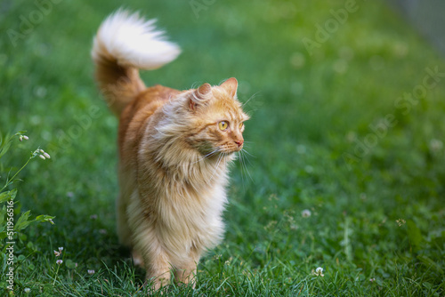 red-haired beautiful cat with long hair walks on the street on the green grass. Summertime. Fresh green grass