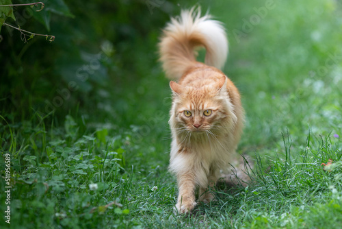 red-haired beautiful cat with long hair walks on the street on the green grass. Summertime. Fresh green grass