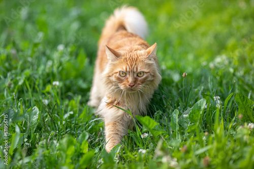 Fototapeta Naklejka Na Ścianę i Meble -  red-haired beautiful cat with long hair walks on the street on the green grass. Summertime. Fresh green grass