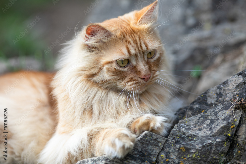 red-haired beautiful cat with long hair walks on the street on the green grass. Summertime. Fresh green grass red-haired beautiful cat with long hair walks on the street on the green grass. Summertime. Fresh green grass