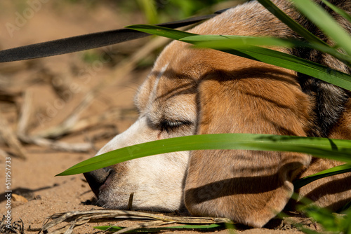 beagle śpi nad jeziorem w trawie na piasku