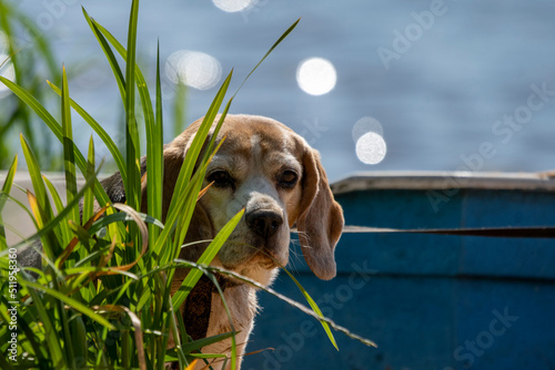 pies beagle nad jeziorem na tle niebieskiej łódki w trawach