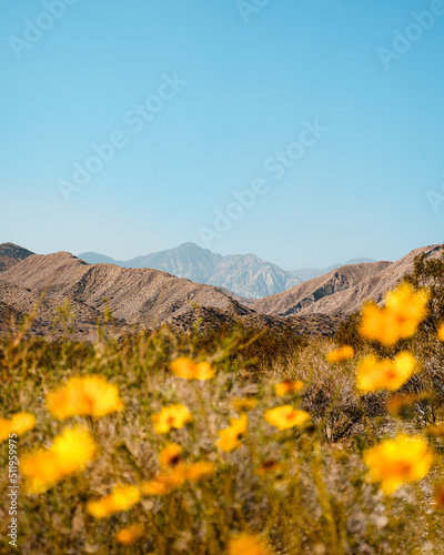 Bild auf Leinwand Yellow wildflowers at Mission Creek Preserve during a superbloom with mountains