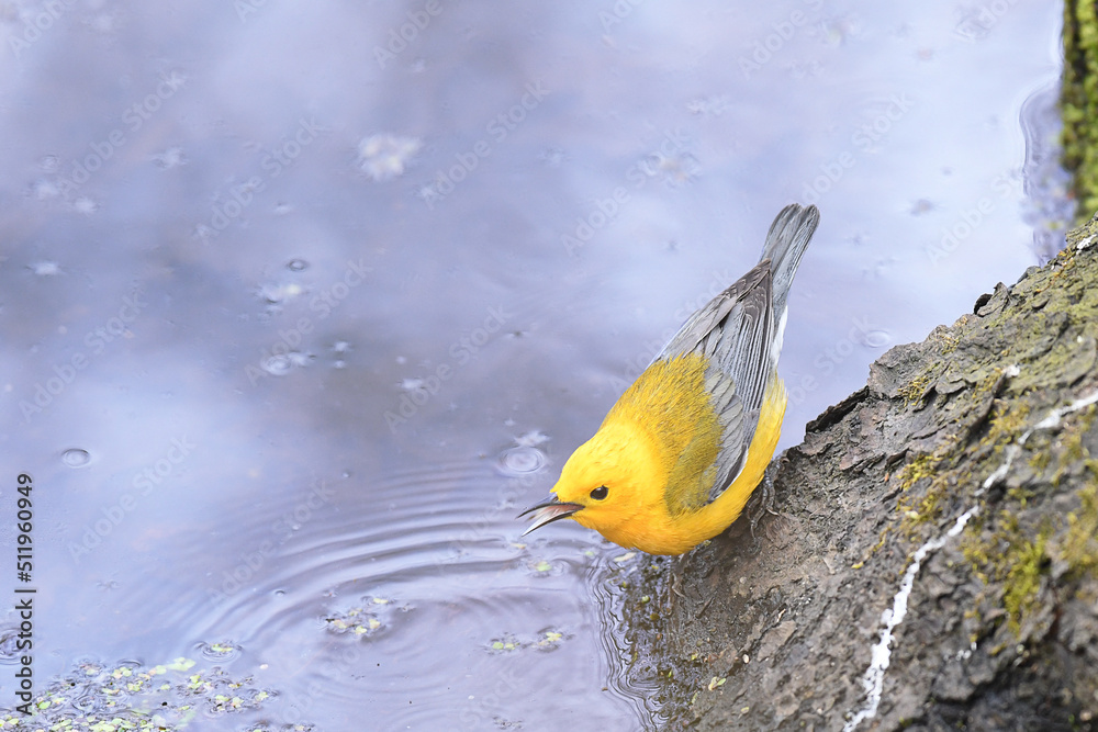 Prothonotary Warbler drinking water Prothonotary Warbler drinking water