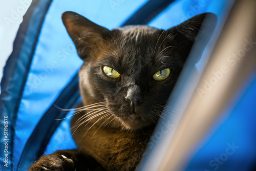 Burmese cat rest in blue cat house