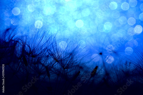 A dandelion in contrast against a blue background with sparkles in a macro close-up.
