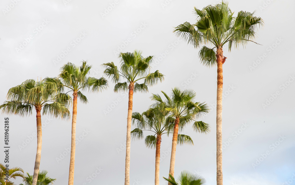 palm trees on a white background