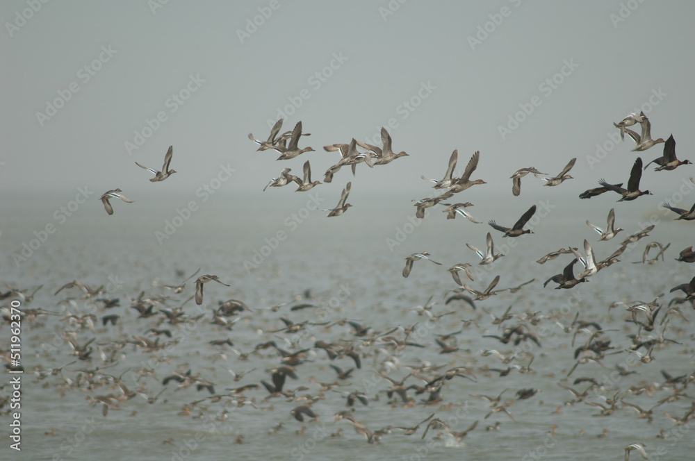 Flock of white-faced whistling ducks, garganey and northern pintails taking flight. Oiseaux du Djoudj National Park. Saint-Louis. Senegal. Flock of white-faced whistling ducks, garganey and northern pintails taking flight. Oiseaux du Djoudj National Park. Saint-Louis. Senegal.