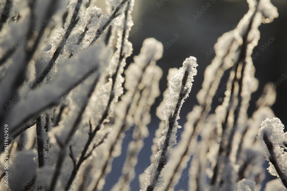 Iced bush branches in winter season Iced bush branches in winter season