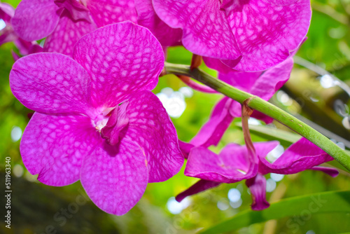 Glossy light purple orchid flowers growing on a tree without soil. Orchids at an urban flower festival which attracts many. You can easily get a ticket online and choose your preferred time to enter. photo