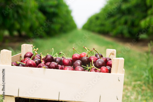 Foto Crate full of freshly picked red sweet cherries standing in fruit garden